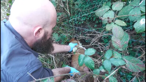 Rescued Fox Mother Reunited with Cubs After Calcium Deficiency Recovery