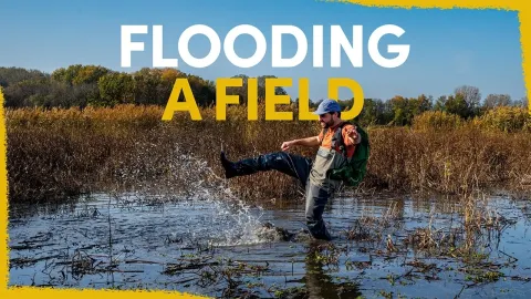How Diverting a Dead River Created a Thriving Wetland for Wildlife