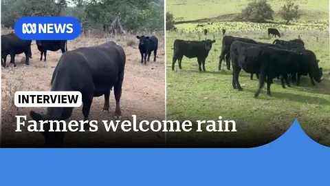 Australian Cattle Farmer Sees Desert Turn Green After 100mm of Rain