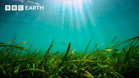 Seagrass The Ocean Plant That Absorbs Ten Percent of Marine Carbon