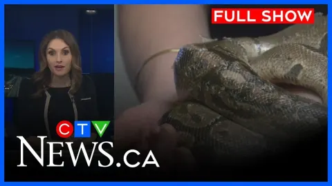 Windsor Sewer Workers Rescue a Large Ball Python