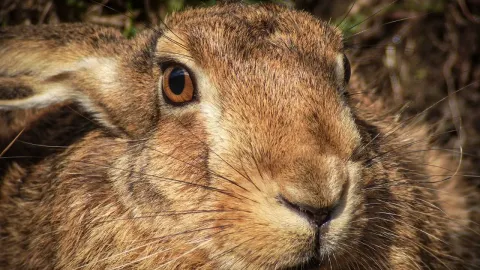 Filming Hares from a Car: Camera Equipment and Techniques for Wildlife Photography