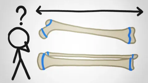 Why Human Bones Stop Growing While Other Animals Keep Growing Throughout Life