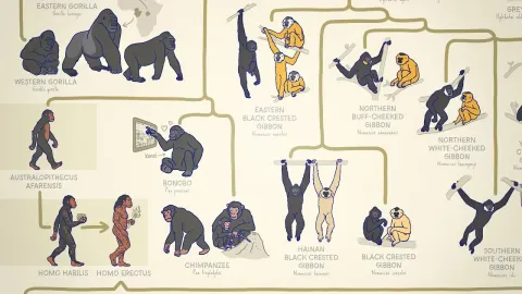 A Complete Guide to Every Ape Species and Their Evolution