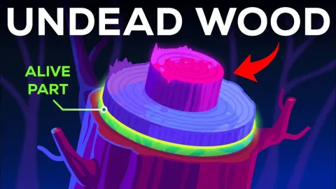 Dead Trees Features and What to Know
