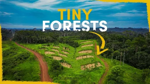 How Tree Islands Are Restoring the Amazon Rainforest