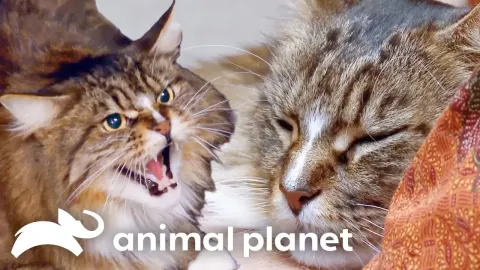 From Aggressive to Affectionate How a Violent Cat Transformed on My Cat from Hell