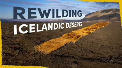 How Rewilding Is Turning Iceland's Black Deserts Into Forests and Grasslands