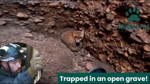 Fox Cub Rescued After Three Days Trapped in a Deep Soakaway Pit
