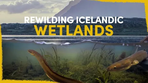 Reviving an Ancient Icelandic Wetland: Restoring Nature's Balance