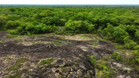 Walking the African Bush on Foot A Nature Guide Explains Wildlife and History