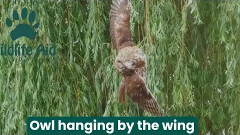 Tawny Owl Rescued After 12 Hours Hanging by Wing But Dies from Injuries