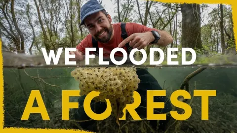 Flooded Forest Restoration Transforms Ecosystem Two Years Later