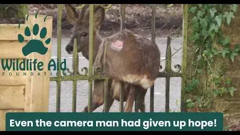Rescuers Free a Deer Trapped in Iron Gates Against All Odds