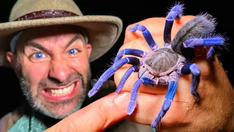 Tarantula Blue and Why It Matters