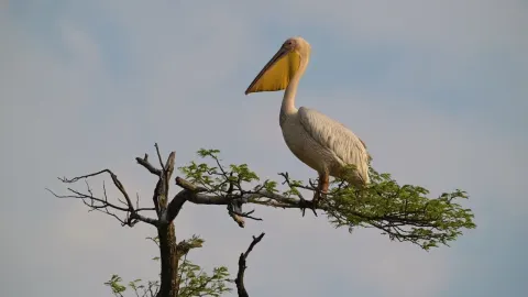 Why Lions Keep a Safe Distance From Elephants in the Wild