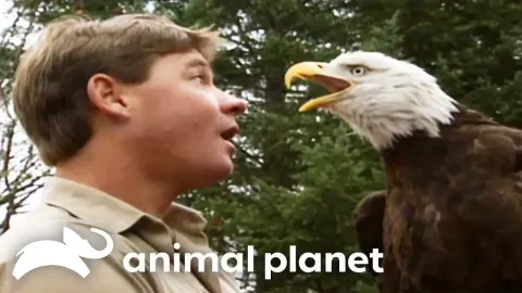Steve Irwin's Wild Encounters: Rescuing Eagles, Crocodiles, and Cockatoos
