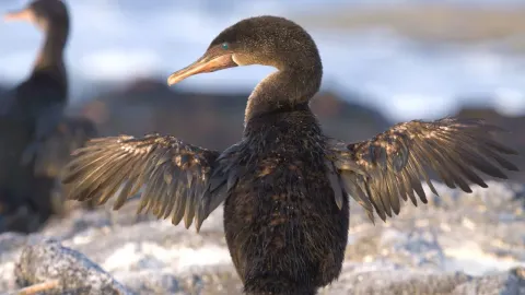 Flightless Cormorant: The Unique Bird That Lost Its Wings in the Galápagos