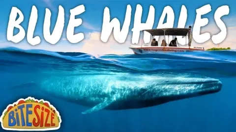 Whale Watching in Sri Lanka Mirissa vs Trincomalee Experience