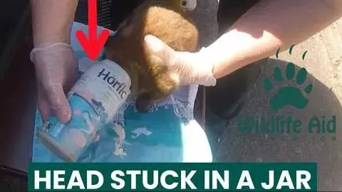 Rescuers Free a Fox Cub Trapped in a Plastic Jar