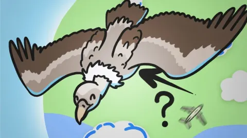 The Surprising Altitude Limits of Birds and How They Achieve Them
