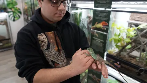 Inside a Brooklyn Home to Rare and Endangered Geckos
