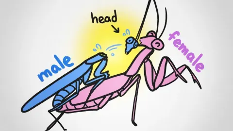 Why Female Spiders and Mantises Eat Their Mates During Sex