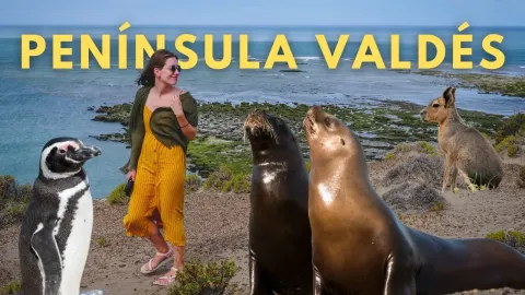 Peninsula Valdes Travel Guide for Wildlife Lovers in Argentina