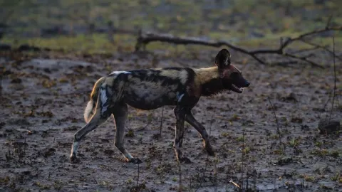 Exploring Predator Nurseries in the Wild Hyena Dens and Wild Dog Pups