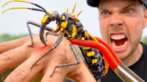 Assassin Bug Bite Test in the Amazon Rainforest