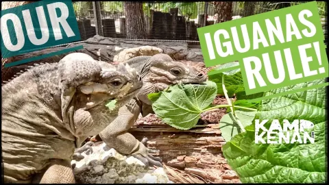 Feeding Mulberry Leaves to Rhino Iguanas During Breeding Season