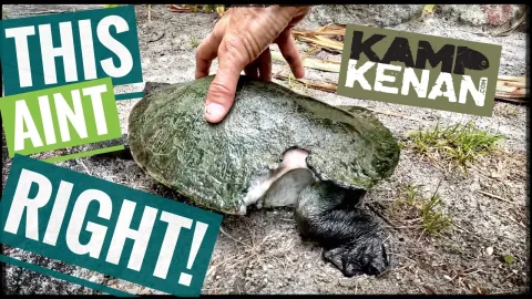 Rescued Turtle Survives Severe Shell Damage from Snapping Turtle Attack