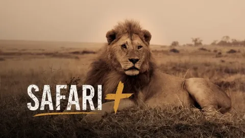 Majestic Wildlife Encounters in South Africa's Safari Highlights