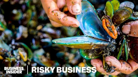Indonesia's Green Mussel Harvesters Face Poisonous Waters and Debt Traps