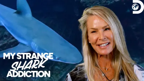 Shark Allan Features and What to Know