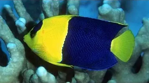 Bicolor Angelfish A Stunning Dwarf Species of the Indo-Pacific