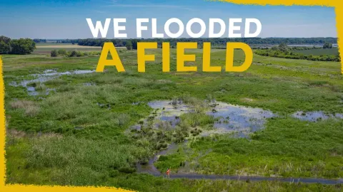 Field Wetland and the Natural Context