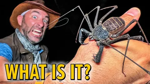 Giant Whip Scorpion Found in Bat Cave Leads to Painful Bite