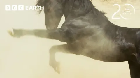 Mustang Stallions Battle for Water and Mating Rights in the Nevada Desert