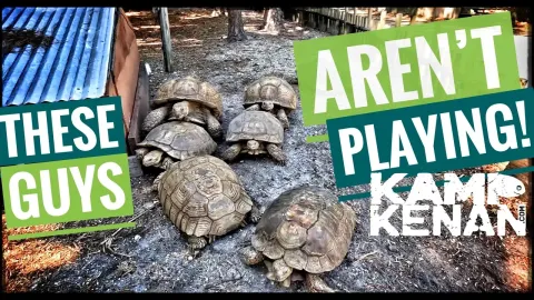 Sulcata Tortoise Care and Behavior: Managing a Group of Giant Tortoises