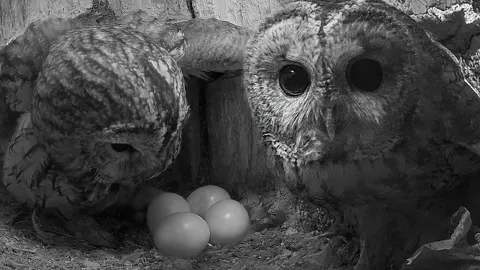 Tawny Owl Luna Finds New Mate After Loss But He Turns Out to Be Her Own Son Shadow