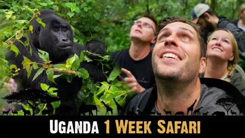 One Week Uganda Safari Exploring Bwindi Impenetrable Forest and Queen Elizabeth National Park