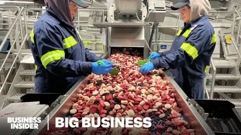 Maine's Wild Blueberry Industry Faces Crisis as Farmers Lose Millions