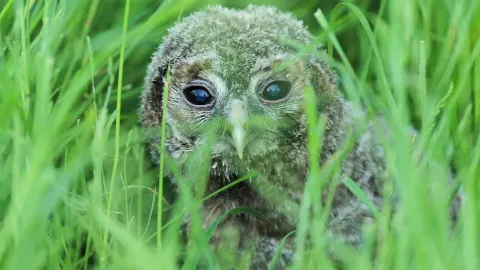 How to Help a Tawny Owlet Found on the Ground