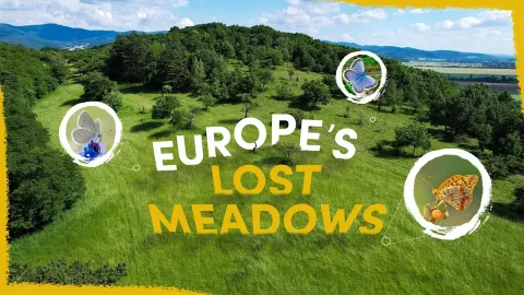 Reviving Europe's Butterfly Meadows A Conservation Success Story