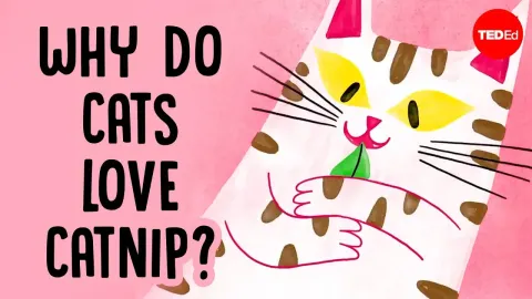 The Science Behind Catnip Why Cats Go Crazy for This Plant