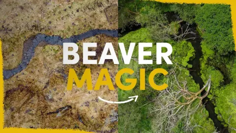 Beavers Flood and the Natural Context