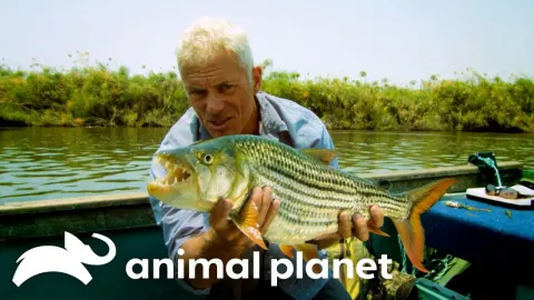Jeremy Wade Investigates Africa's Giant Tigerfish in the Okavango Delta