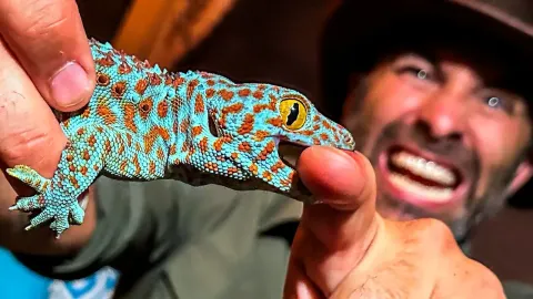 Tokay Gecko Bite Test in Bali Reveals the Power of This Feisty Reptile