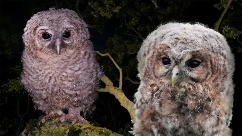 Tawny Owl Chicks Take Their First Clumsy Flights in the Wild